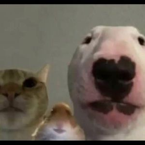 Meet your Posher, Davesia